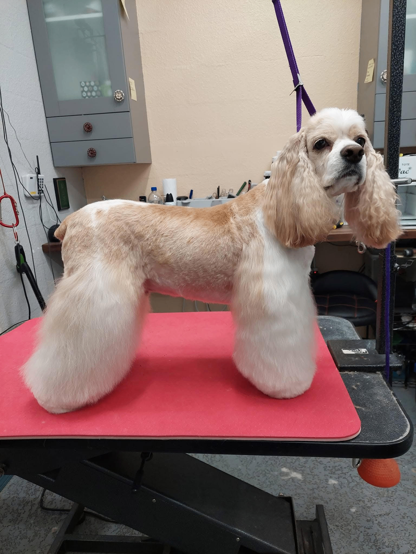 Cocker spaniel show trim