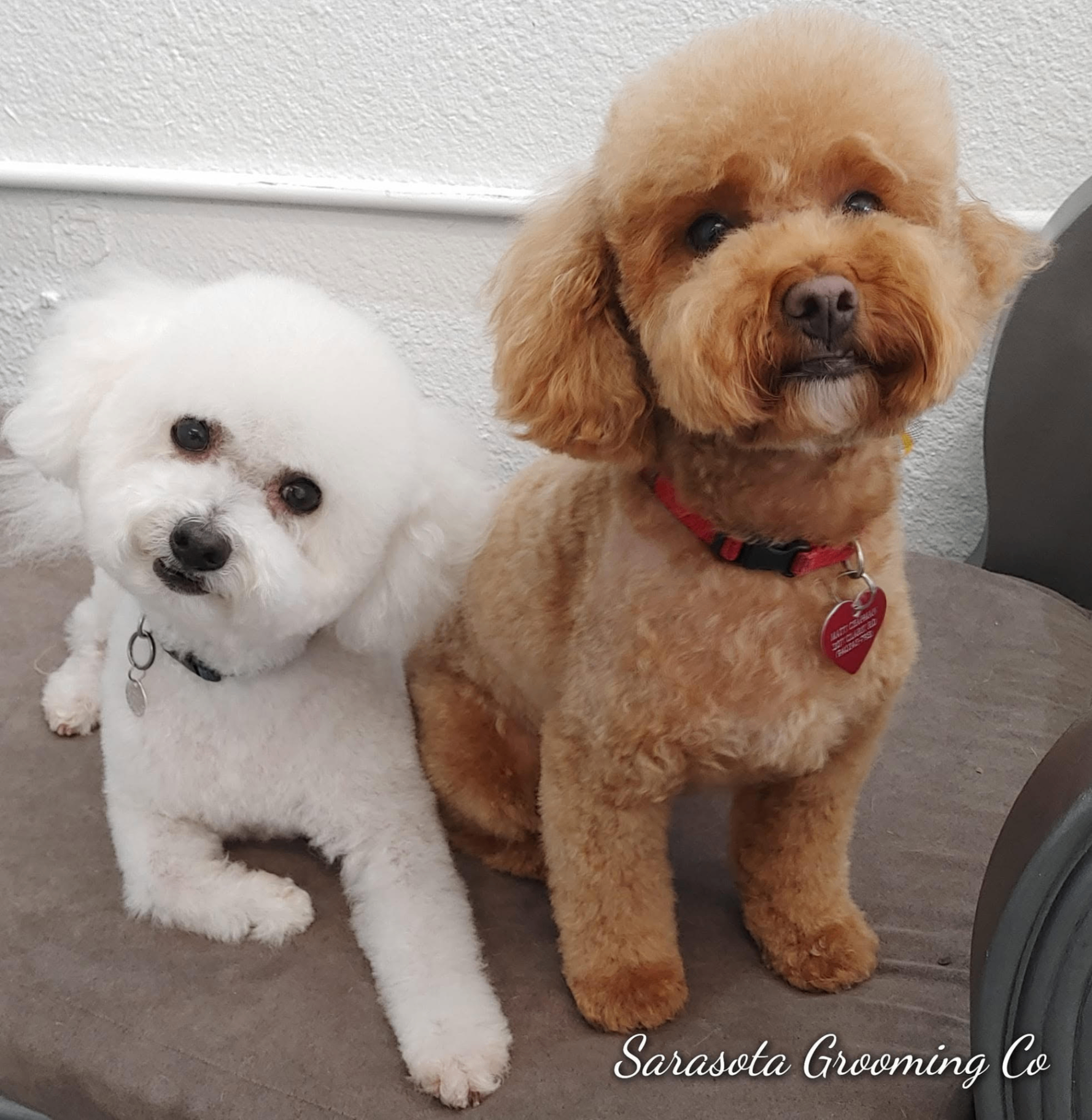 Bichon and red poodle freshly groomed at Sarasota Grooming Company