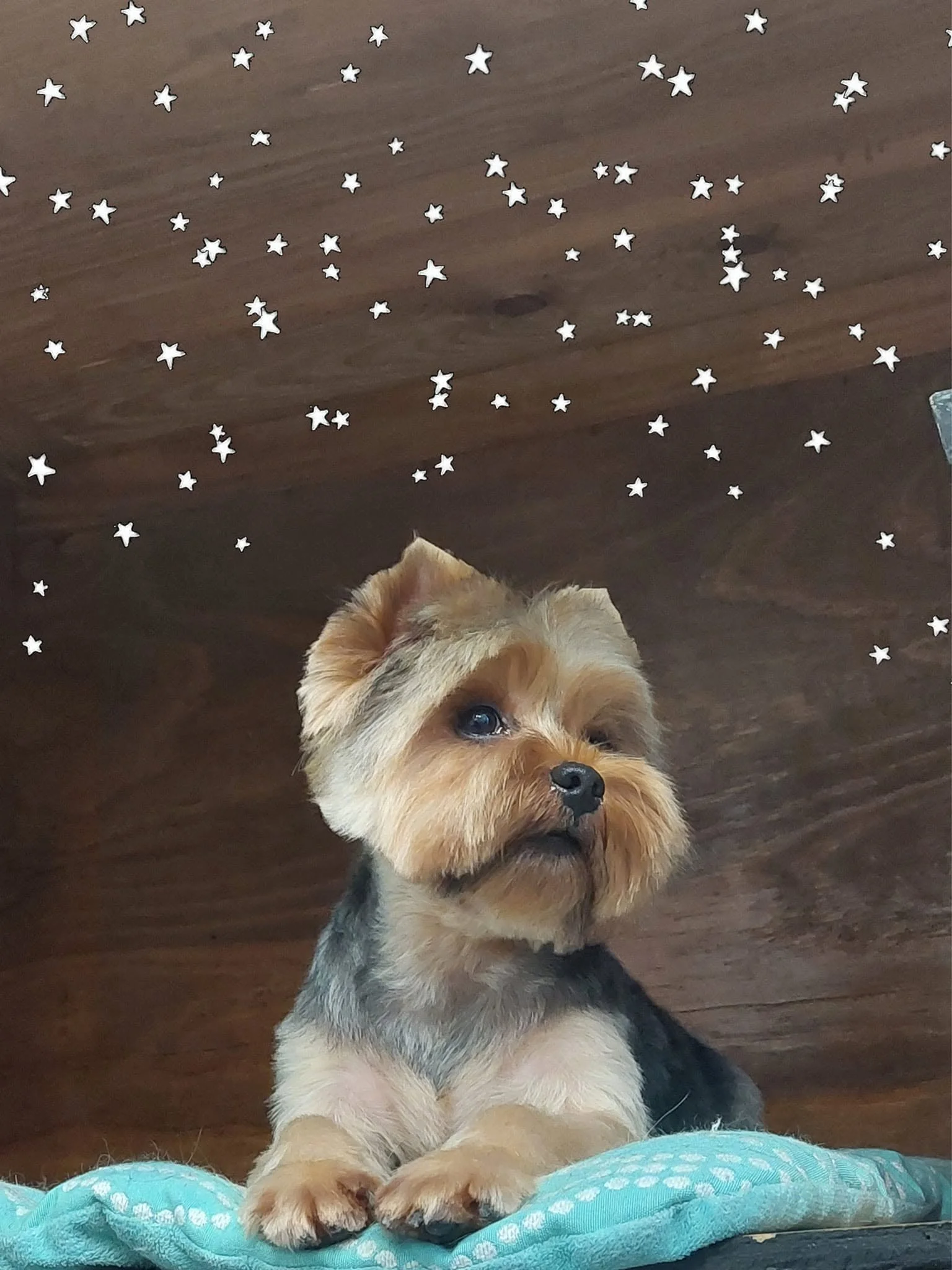 Happy dog at Sarasota Grooming Company